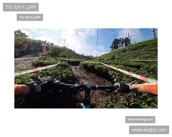 白菜网800最新版本更新内容详解与使用指南